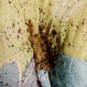 Уничтожение насекомых в Липецке (гостинка)