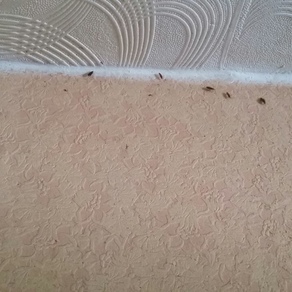 Выведение тараканов в квартире цена Липецк