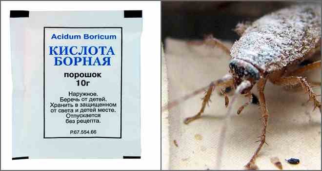 Борная кислота от тараканов – отзывы в Липецке