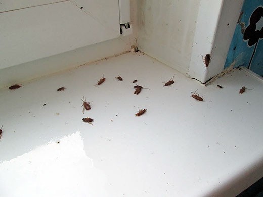 Дезинфекция от тараканов в Липецке – цены