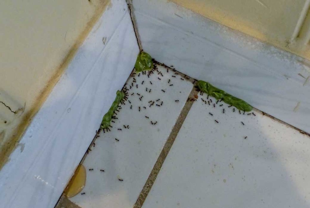 Обработка от муравьев в Липецке