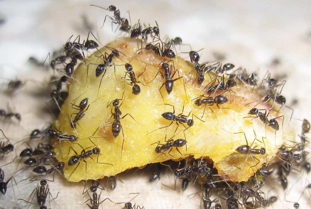 Уничтожение муравьев в квартире в Липецке