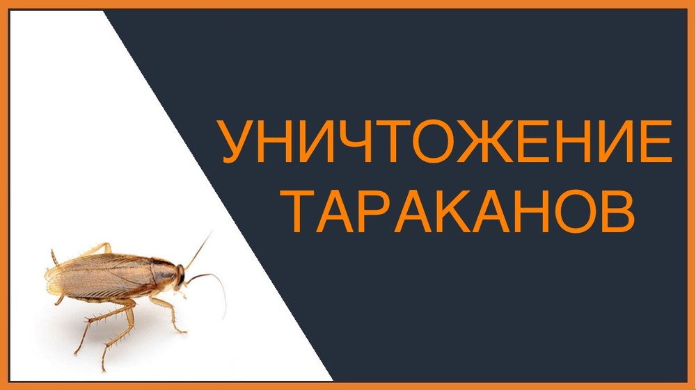 Уничтожение тараканов в Липецке